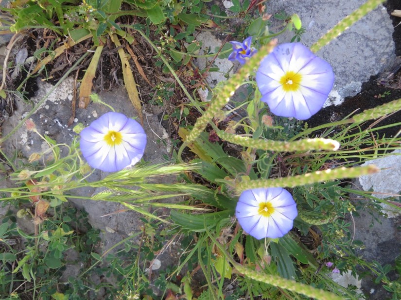 C160D3E1-4B29-426E-A4A7-E9637875236B