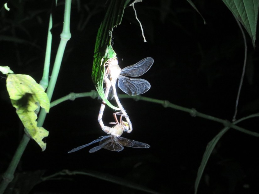 950CA1AA-3DFE-4668-A8E5-7033E128A1E8