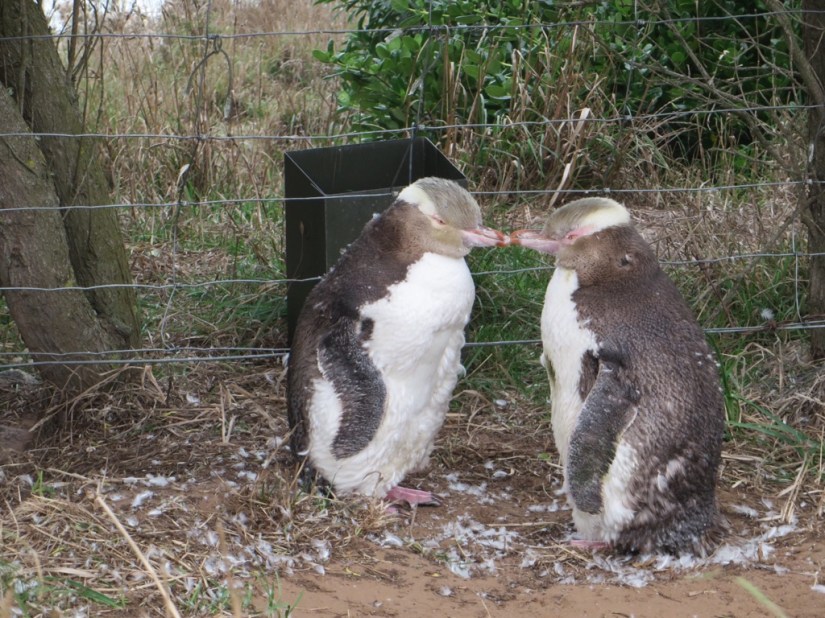 26C05DC4-9BE6-4D79-A8A9-B09581CB8766