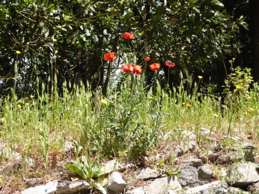 file-0F1055D2-F466-43AC-AF4D-CDCCF20DA388-3203-00000375F3BB7D31