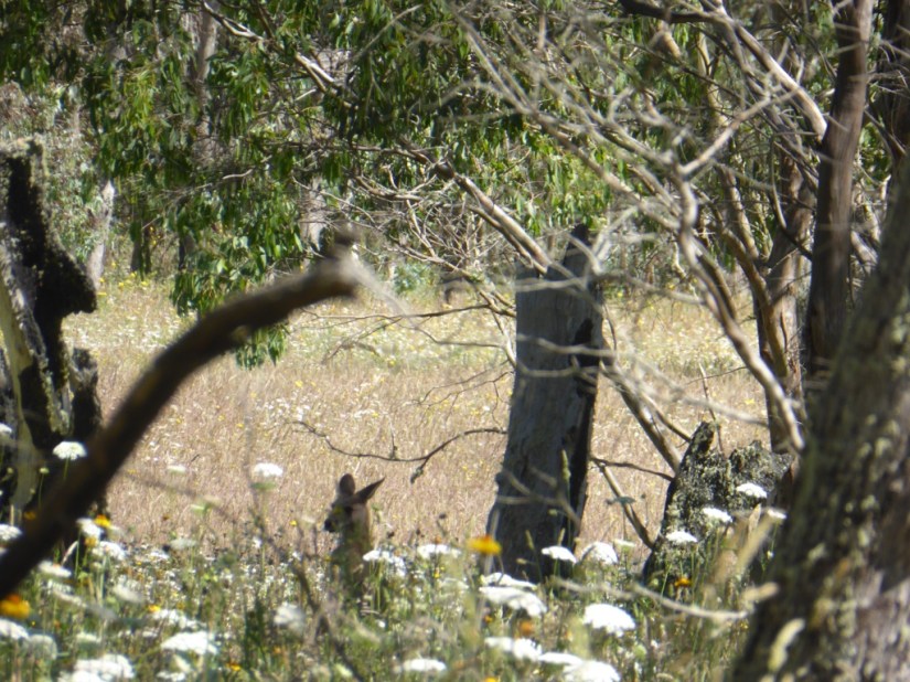 DEBAF843-2EFE-4587-B5AB-12C799CCE1E6