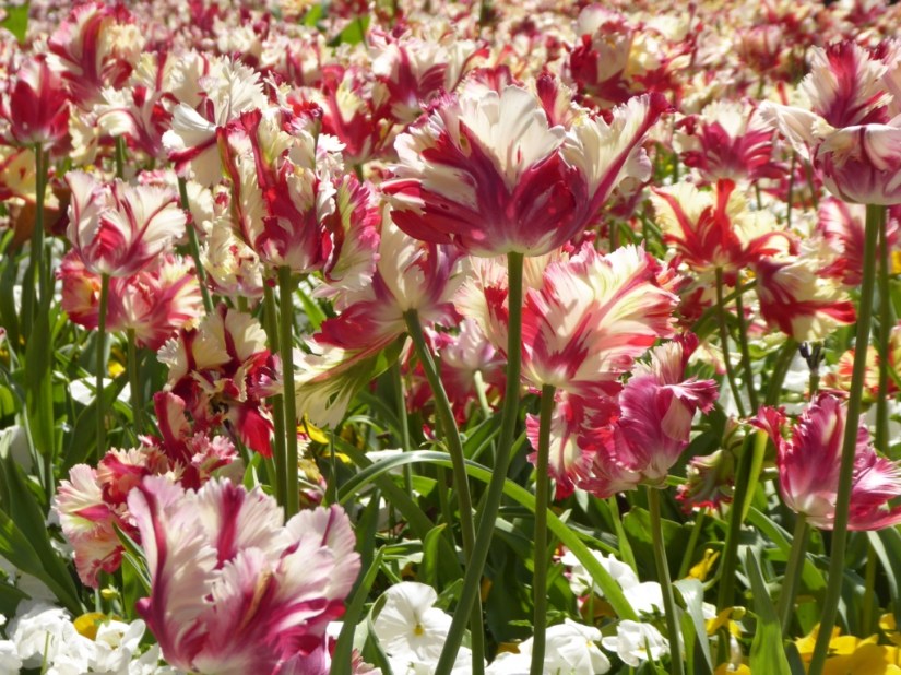 189581B7-17C7-4025-995F-890FD1F193F2