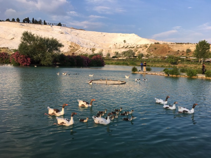 54525BF6-ED6D-44AD-9487-D3A2236D31D9