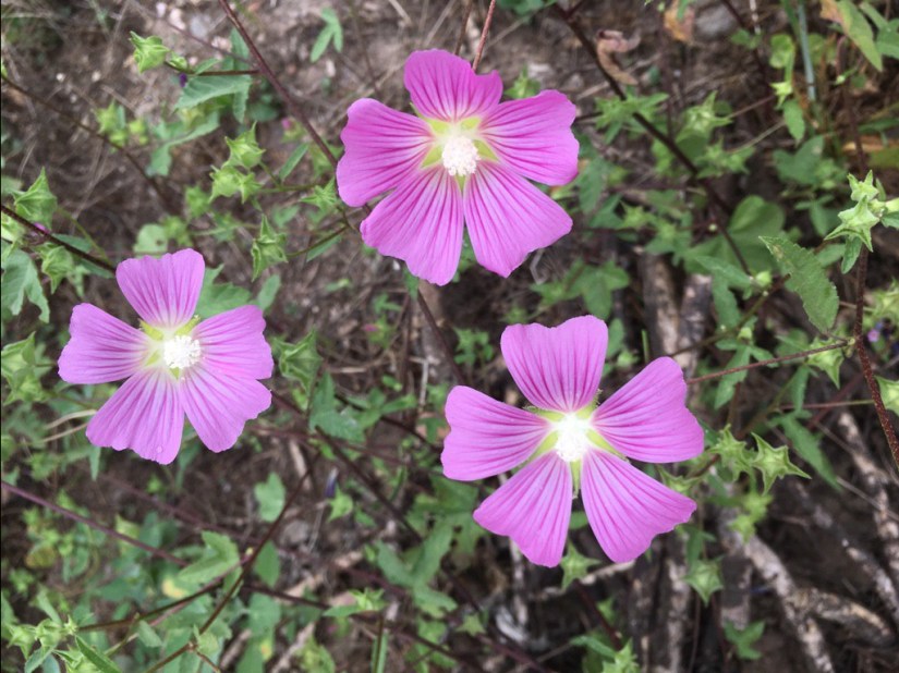 5E986433-9C51-4DDD-BA1B-EF180BEC0D37