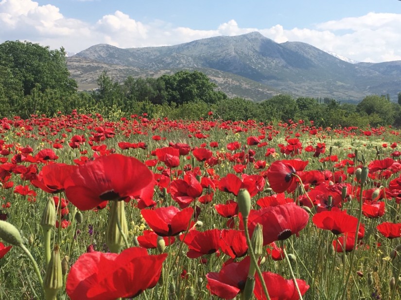 85B73B11-7669-40A3-9607-08BFDE95BD16