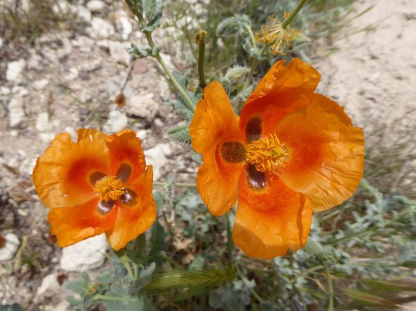 99FD27D7-151F-4314-9CB9-21AE6B366666