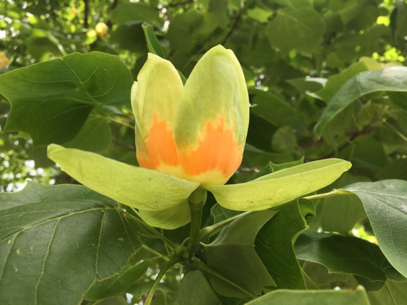 C00874E5-003F-4625-A622-CC30029467DD