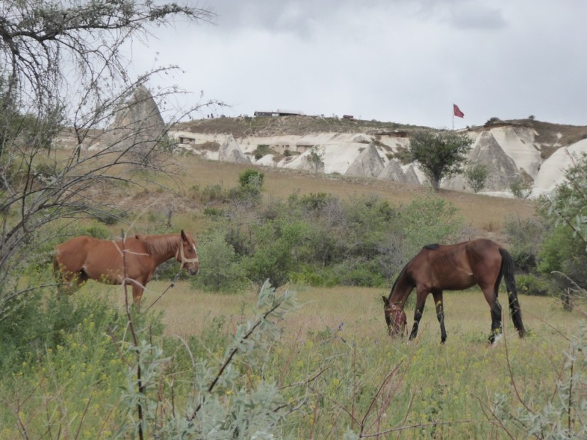 C8BB98B1-F455-47C2-9822-5D411FDEA057