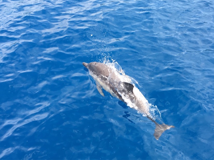 FFE6BE4D-60C5-401E-90A4-9545143ACE2C